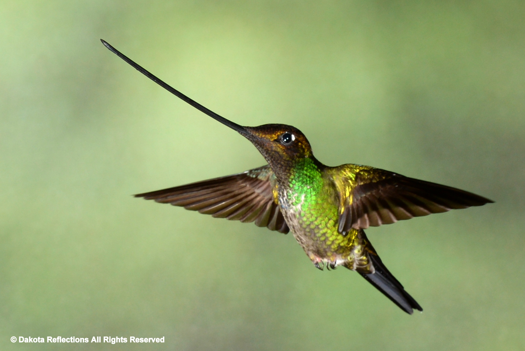 ハミングバード Hummingbirds | dakotareflections.com